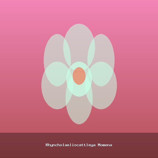 Rhyncholaeliocattleya Momena