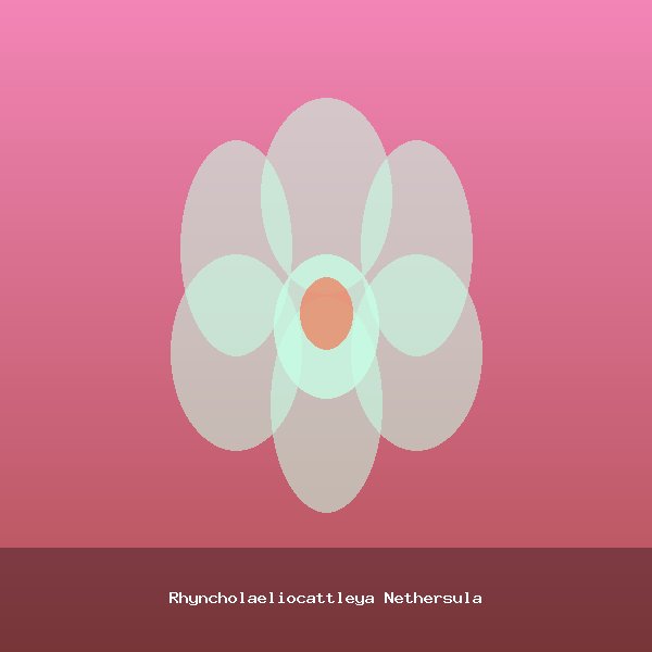 Rhyncholaeliocattleya Nethersula