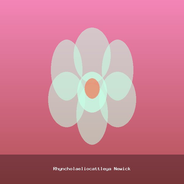 Rhyncholaeliocattleya Newick