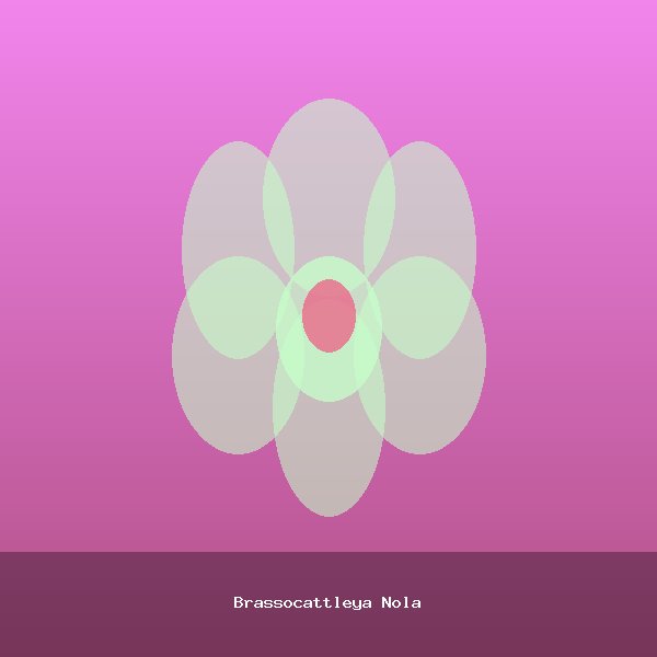 Brassocattleya Nola
