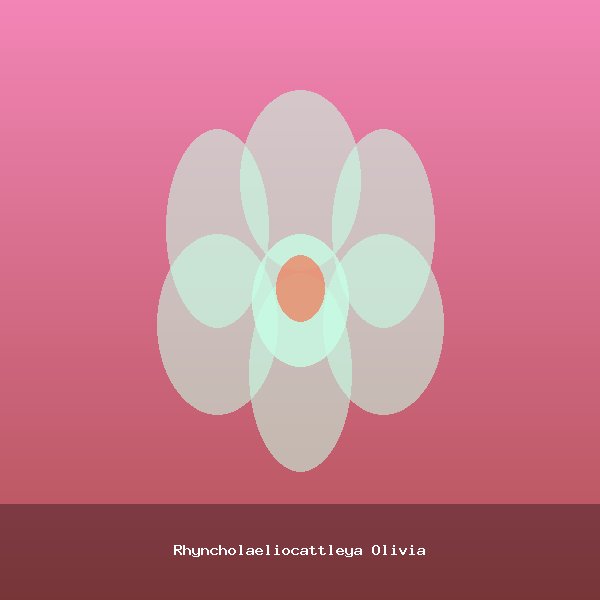 Rhyncholaeliocattleya Olivia