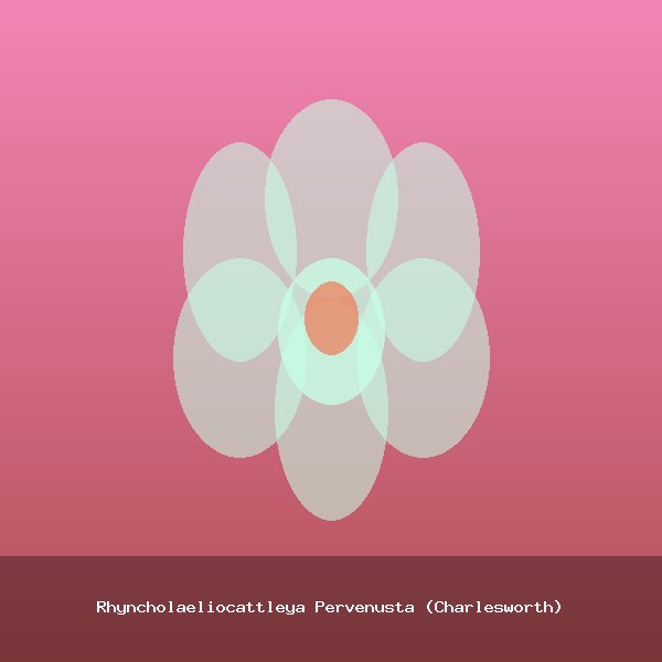 Rhyncholaeliocattleya Pervenusta (Charlesworth)