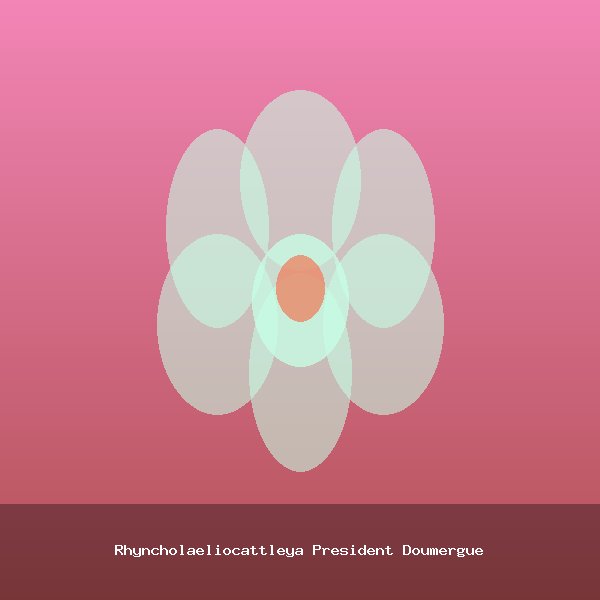 Rhyncholaeliocattleya President Doumergue
