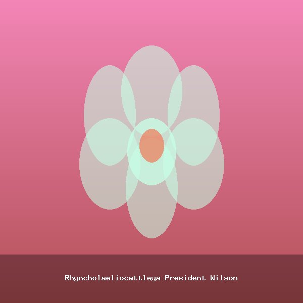 Rhyncholaeliocattleya President Wilson