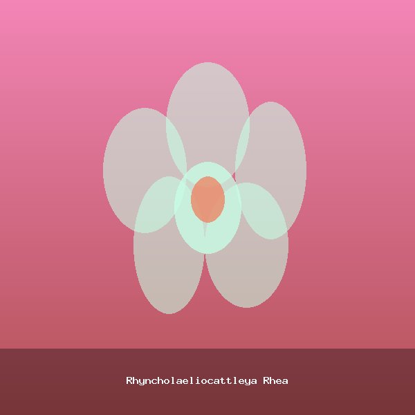 Rhyncholaeliocattleya Rhea