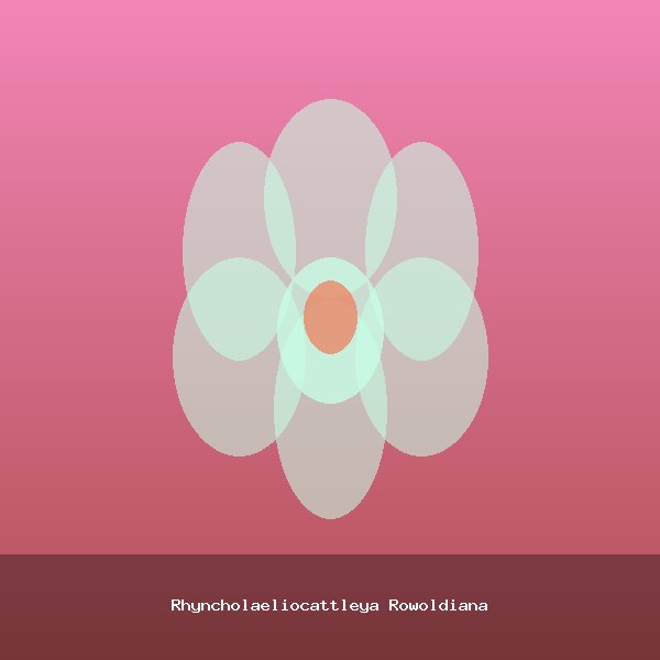 Rhyncholaeliocattleya Rowoldiana