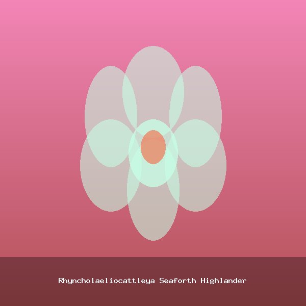 Rhyncholaeliocattleya Seaforth Highlander