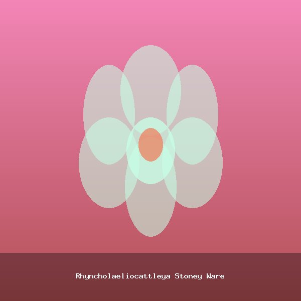 Rhyncholaeliocattleya Stoney Ware