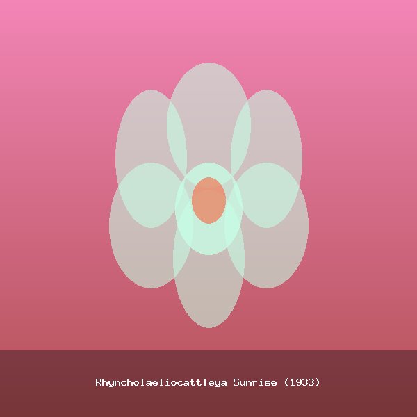 Rhyncholaeliocattleya Sunrise (1933)