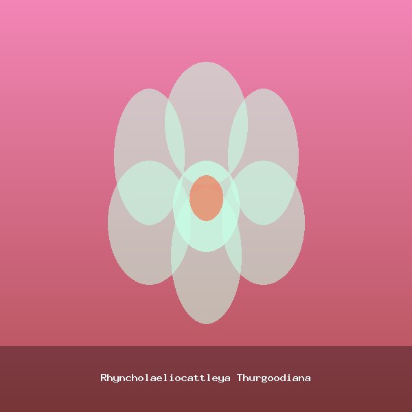 Rhyncholaeliocattleya Thurgoodiana