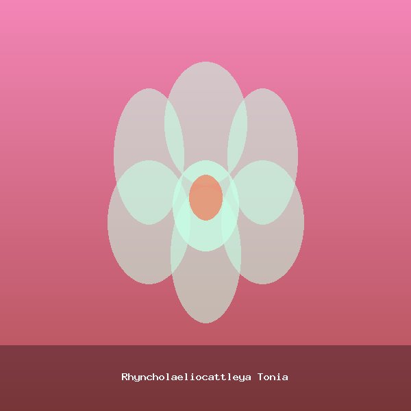 Rhyncholaeliocattleya Tonia