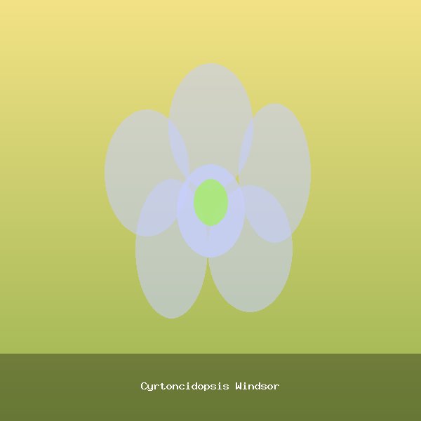 Cyrtoncidopsis Windsor