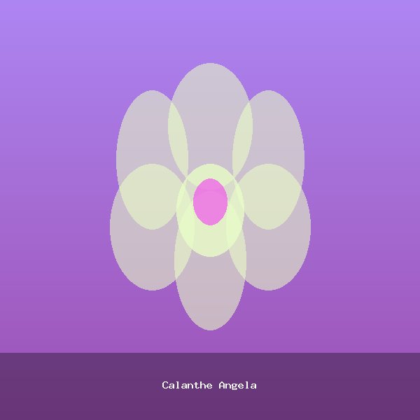 Calanthe Angela