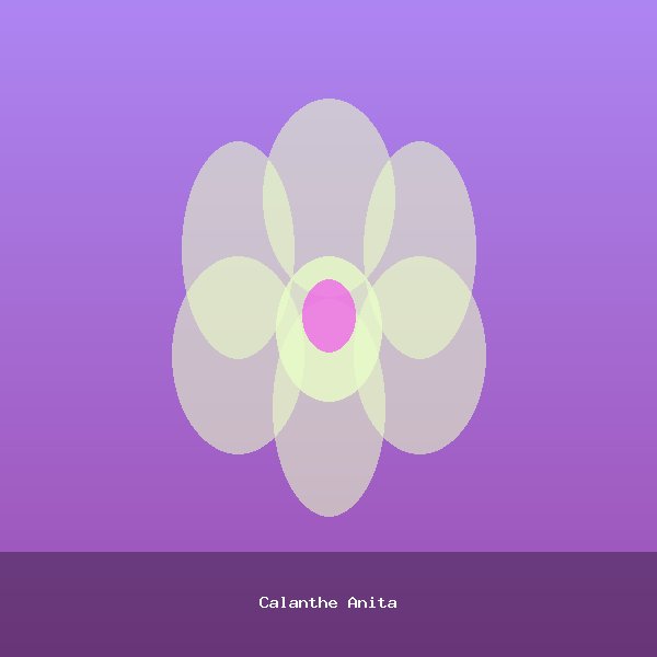 Calanthe Anita