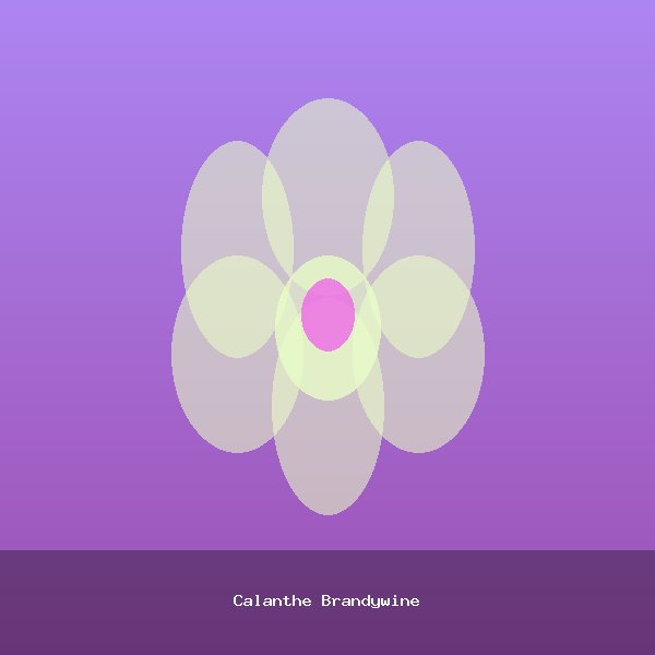 Calanthe Brandywine