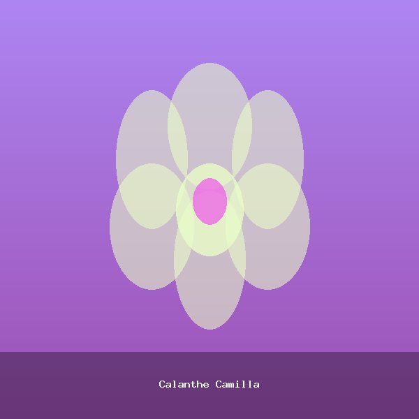 Calanthe Camilla