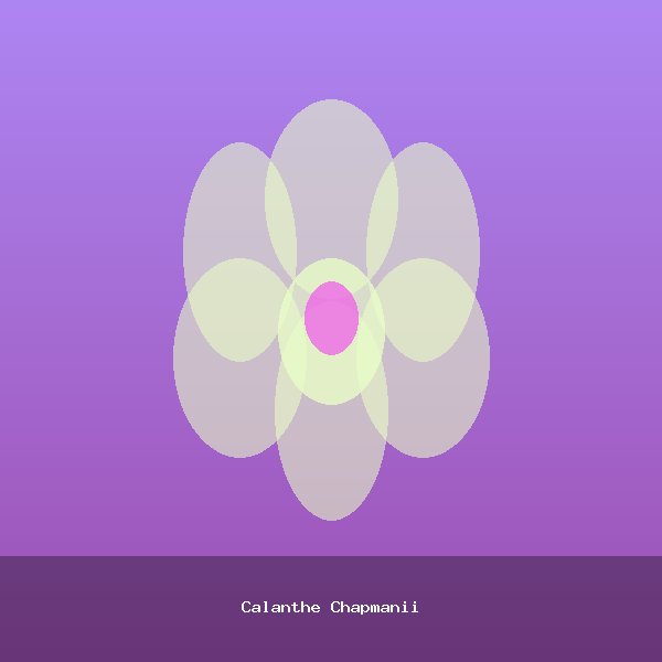 Calanthe Chapmanii