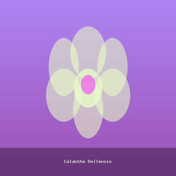 Calanthe Dellensis