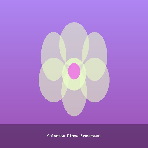 Calanthe Diana Broughton