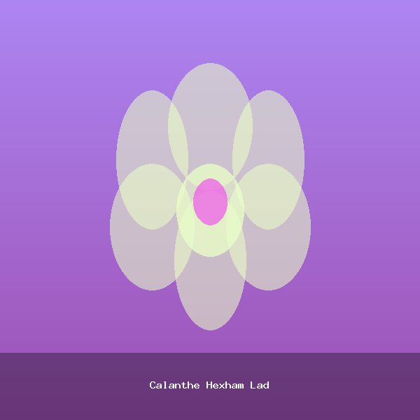 Calanthe Hexham Lad