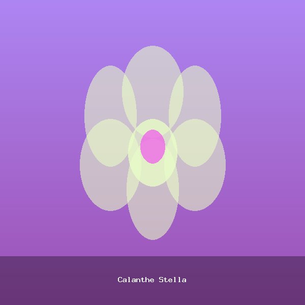 Calanthe Stella