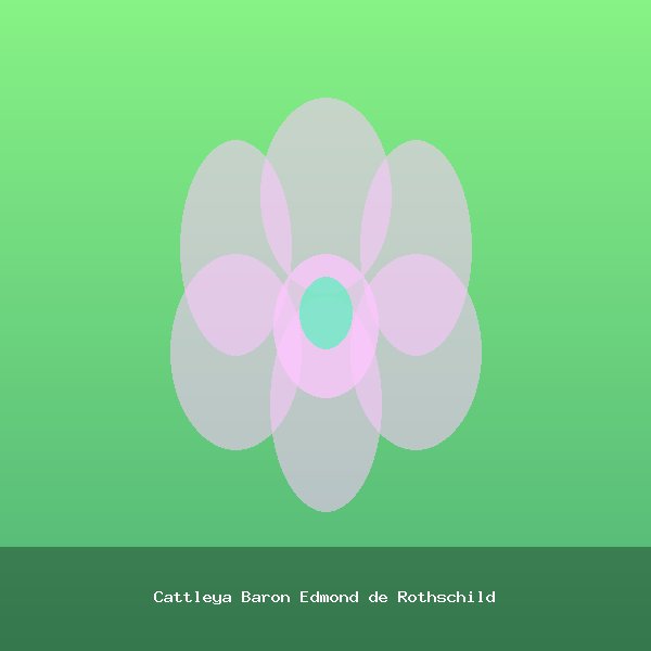 Cattleya Baron Edmond de Rothschild