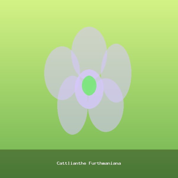 Cattlianthe Furthmaniana