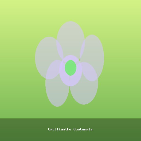 Cattlianthe Guatemala