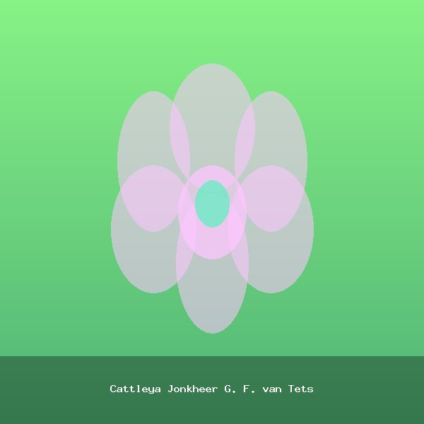 Cattleya Jonkheer G. F. van Tets