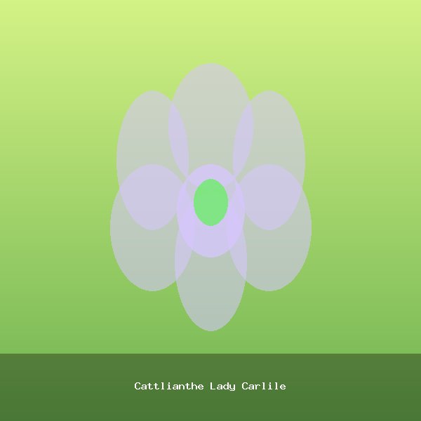 Cattlianthe Lady Carlile