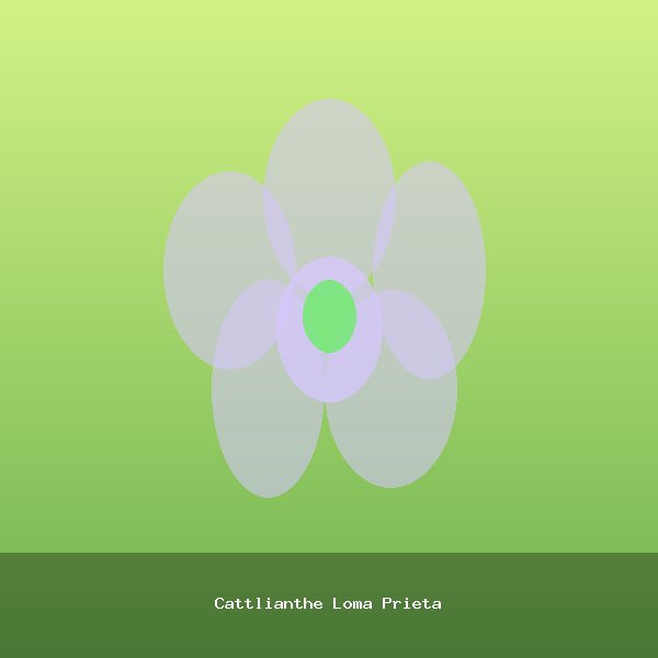 Cattlianthe Loma Prieta