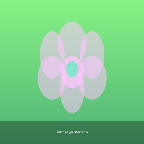 Cattleya Manico