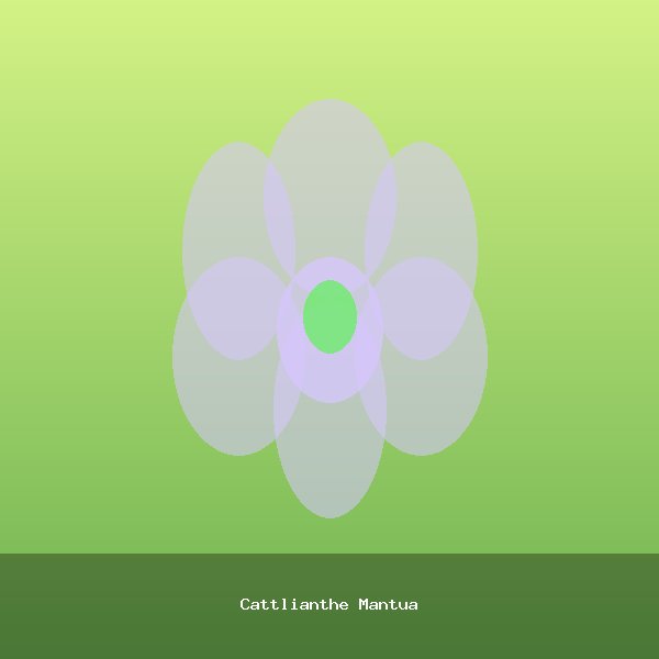 Cattlianthe Mantua