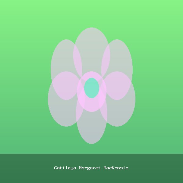 Cattleya Margaret MacKensie