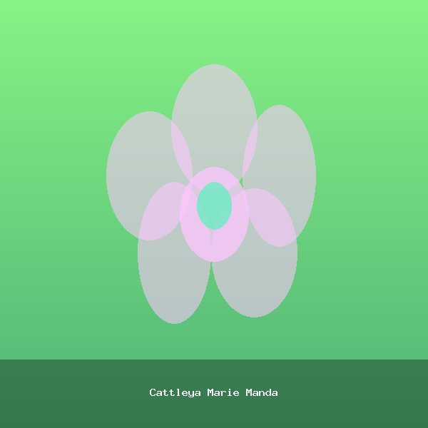 Cattleya Marie Manda