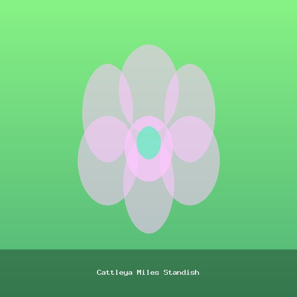 Cattleya Miles Standish