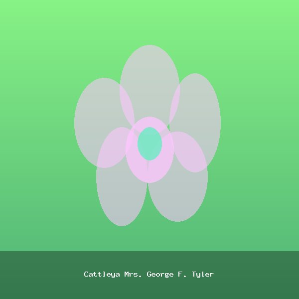 Cattleya Mrs. George F. Tyler