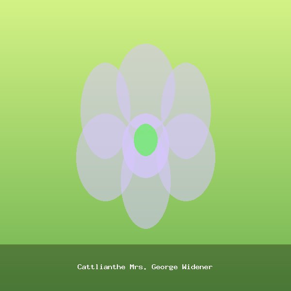 Cattlianthe Mrs. George Widener