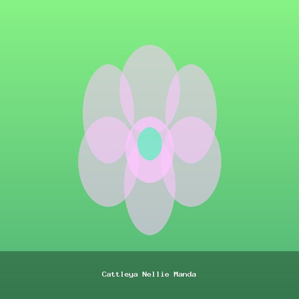Cattleya Nellie Manda