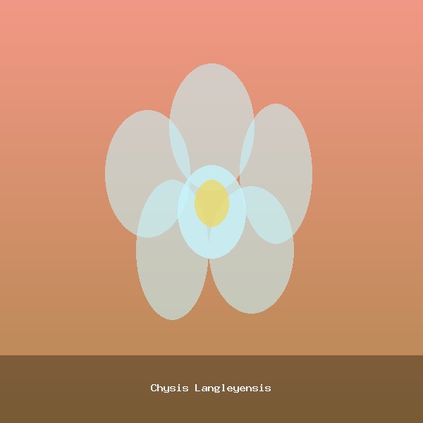 Chysis Langleyensis