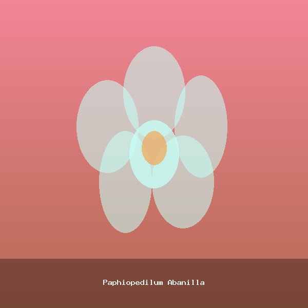 Paphiopedilum Abanilla
