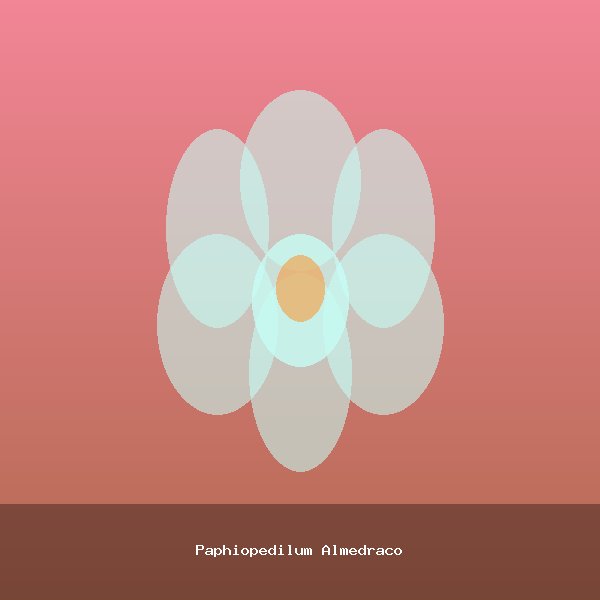 Paphiopedilum Almedraco