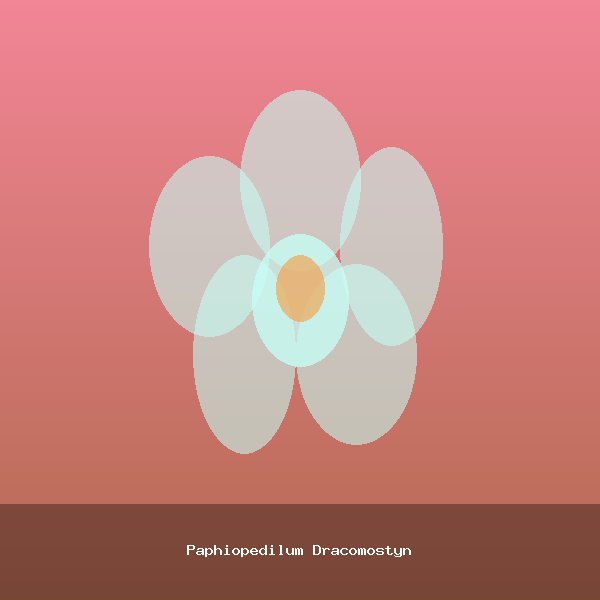 Paphiopedilum Dracomostyn
