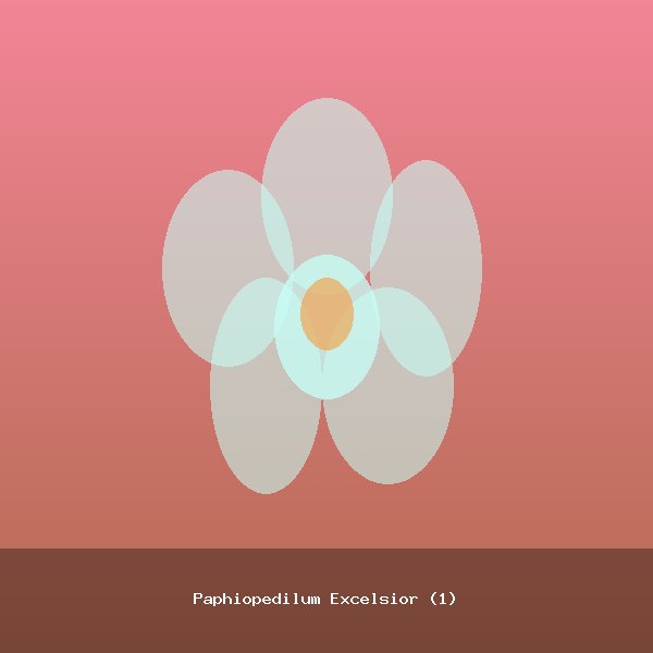 Paphiopedilum Excelsior (1)