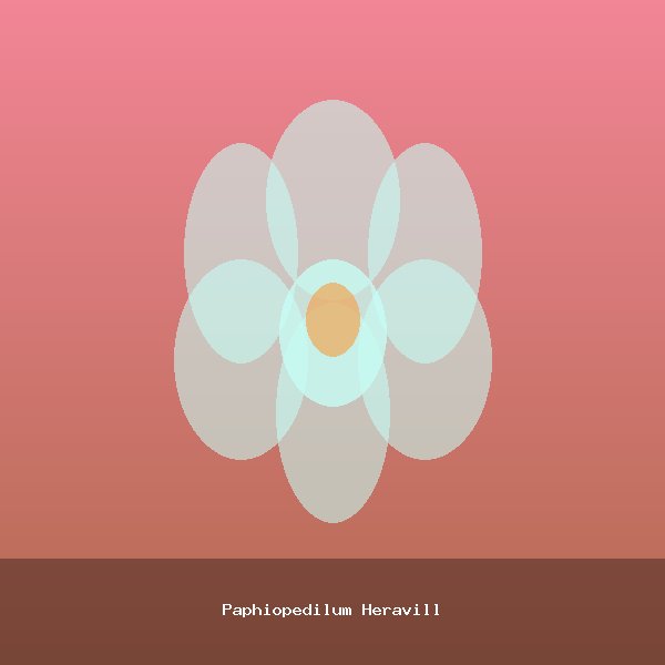 Paphiopedilum Heravill