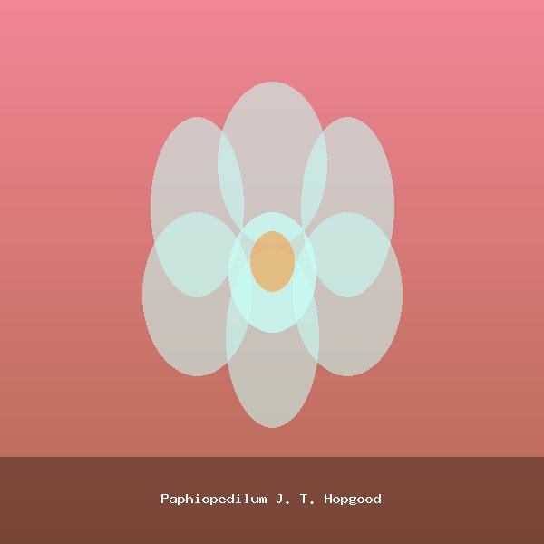 Paphiopedilum J. T. Hopgood