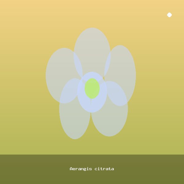 Aerangis citrata