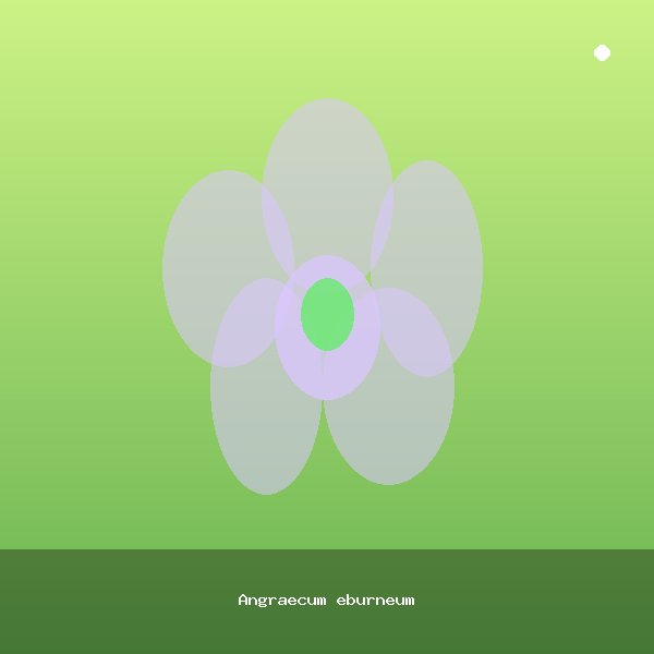 Angraecum eburneum