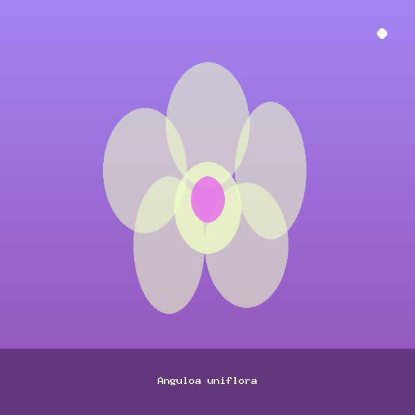 Anguloa uniflora