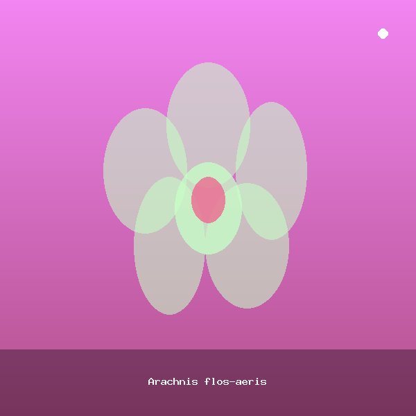 Arachnis flos-aeris